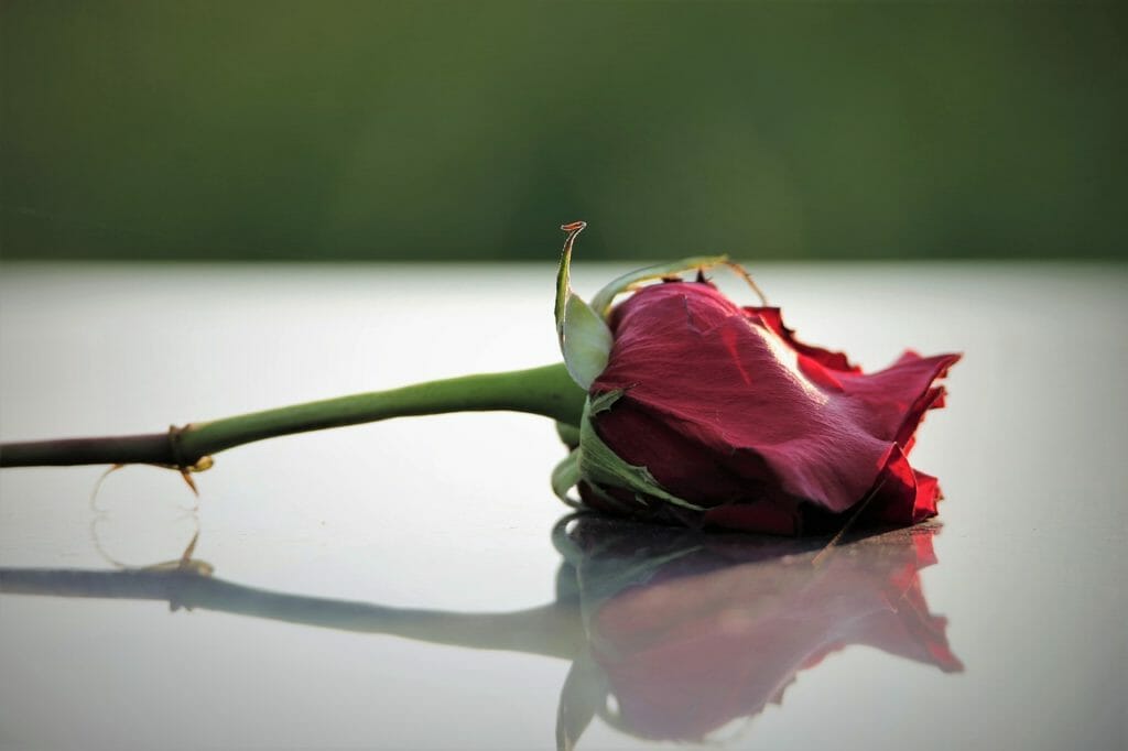 red rose on grave, love symbol, black marble-5469144.jpg